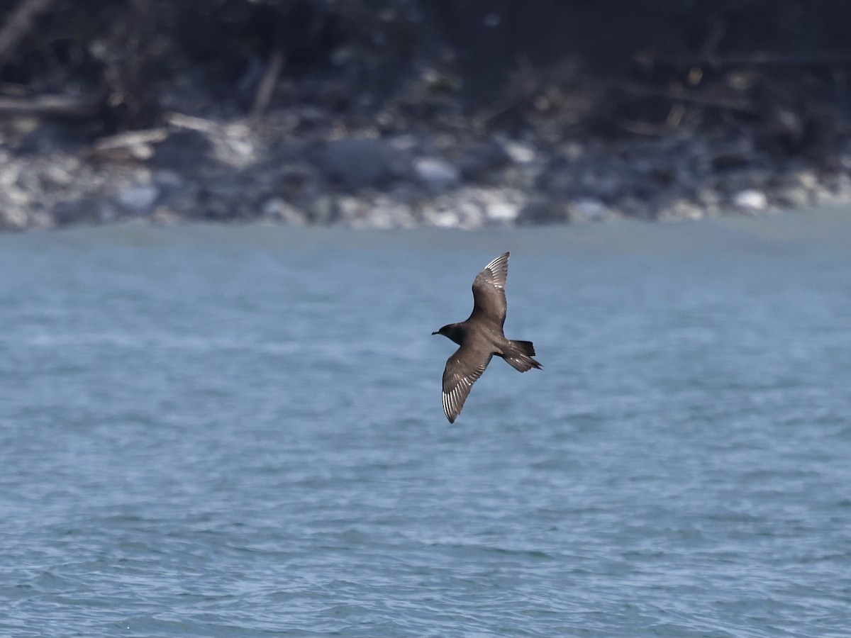 Korsanmartı - ML645407101