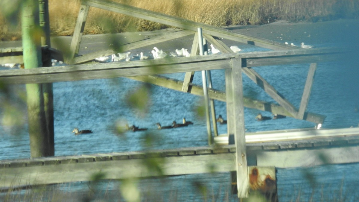 kachna tmavá - ML645407103