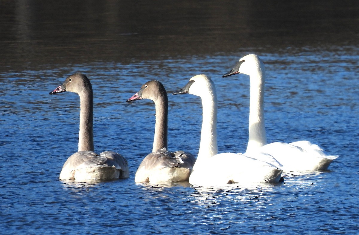 Trumpeter Swan - ML645407111
