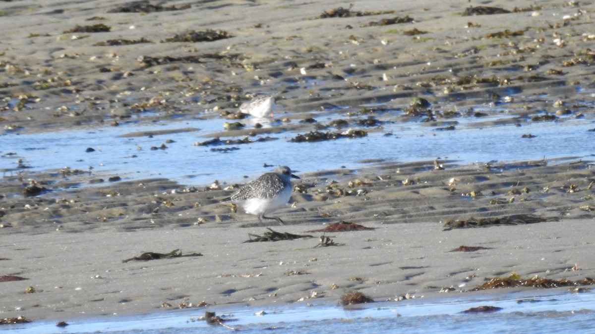 חופזי מנומר - ML645407121