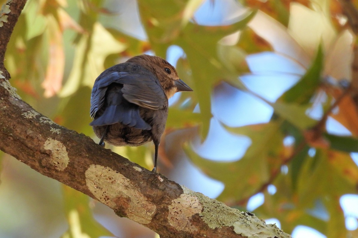 brunhodetrupial - ML645407128