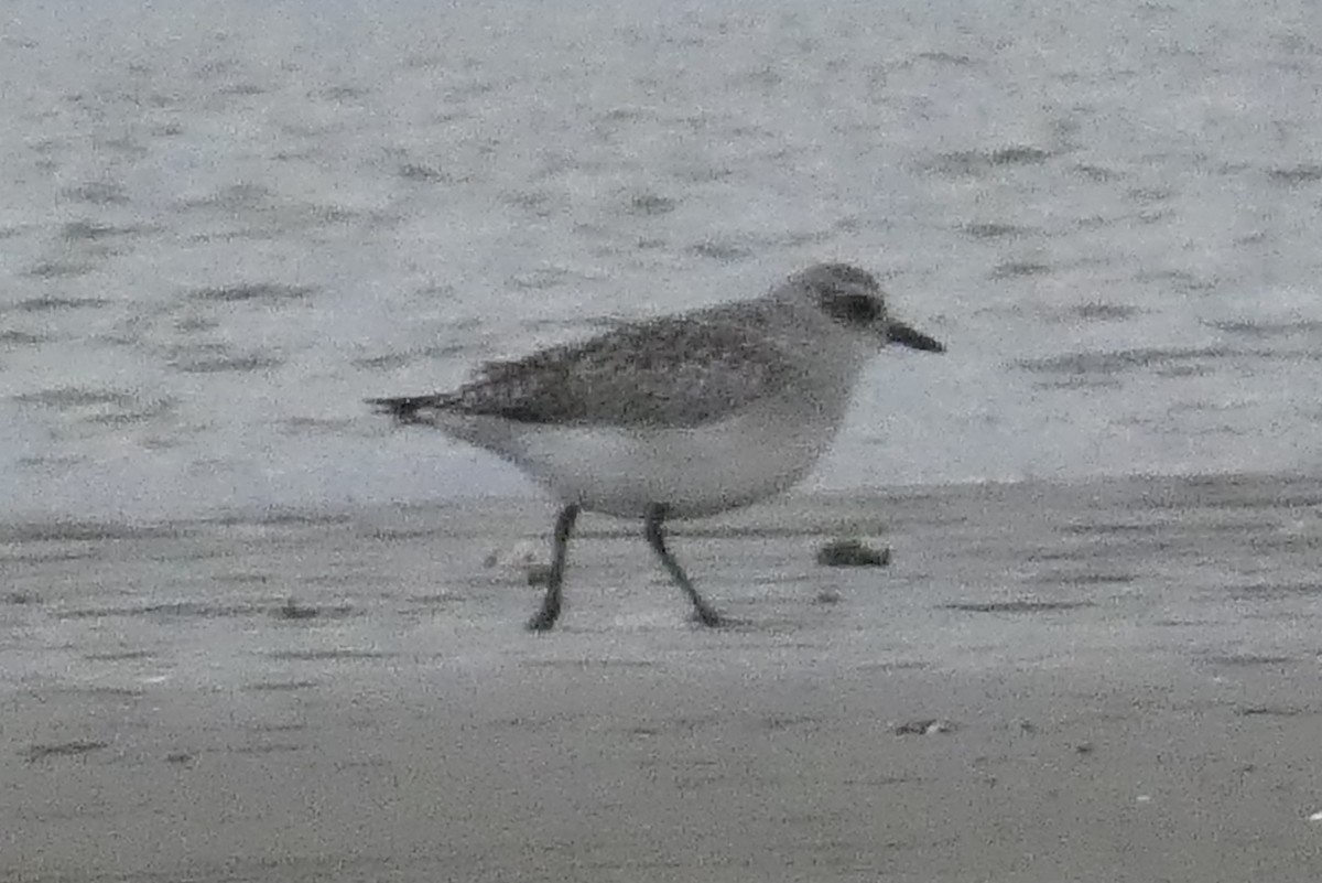 חופזי מנומר - ML645407129