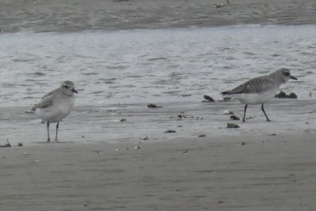 חופזי מנומר - ML645407130