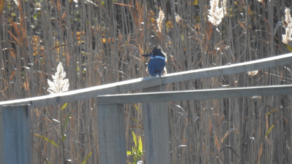 Martin handi iparramerikarra - ML645407146