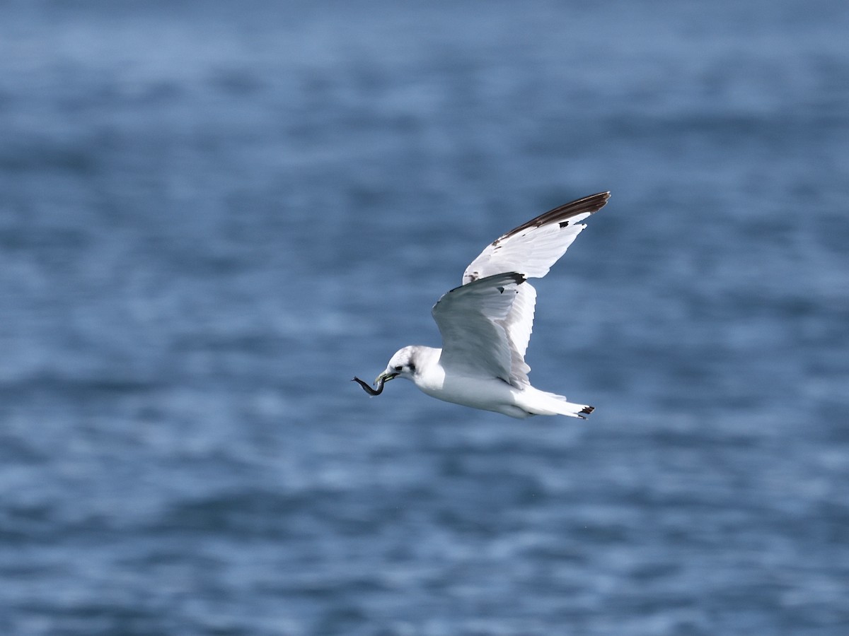 krykkje - ML645407161