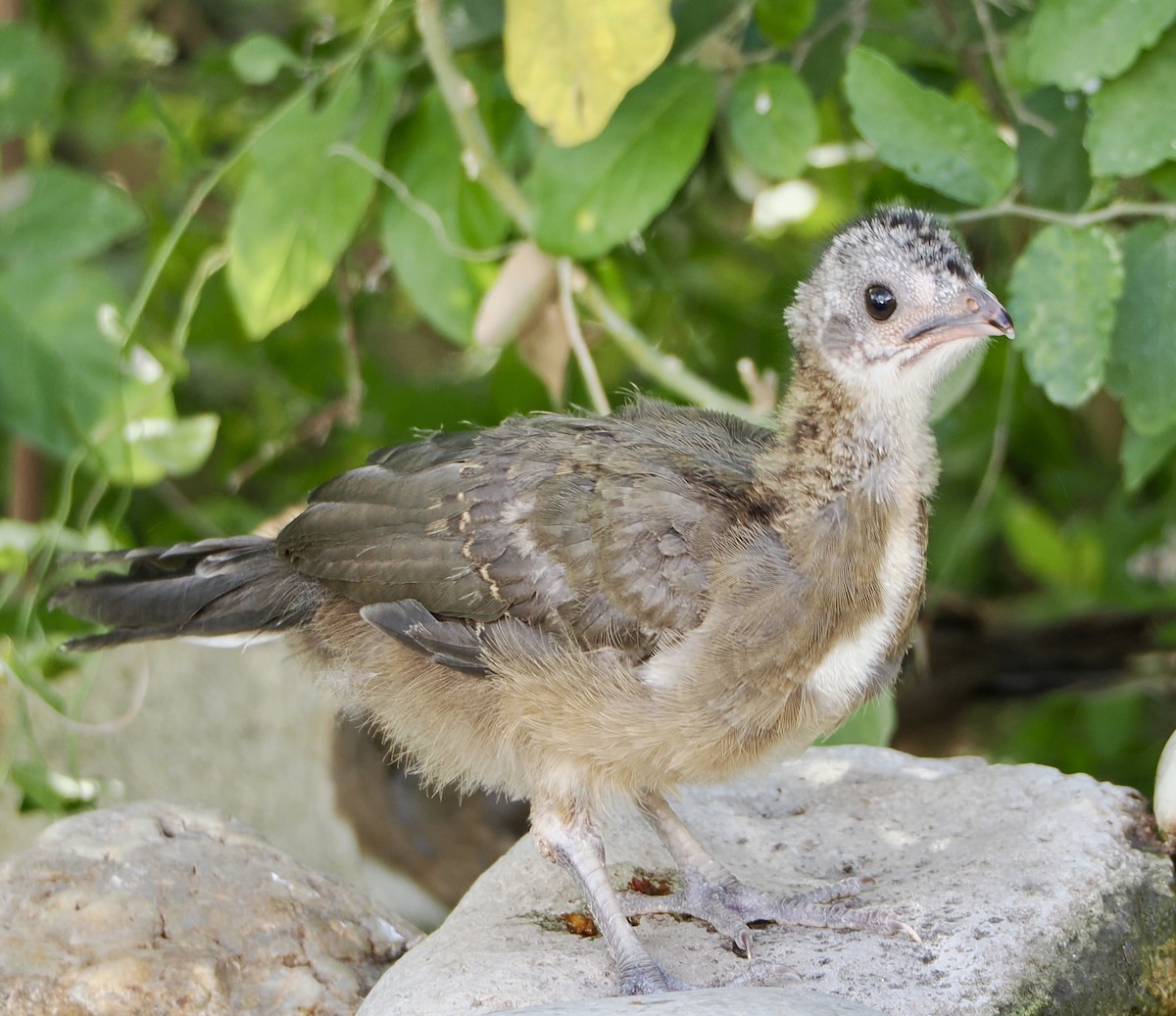 Plain Chachalaca - ML645407173