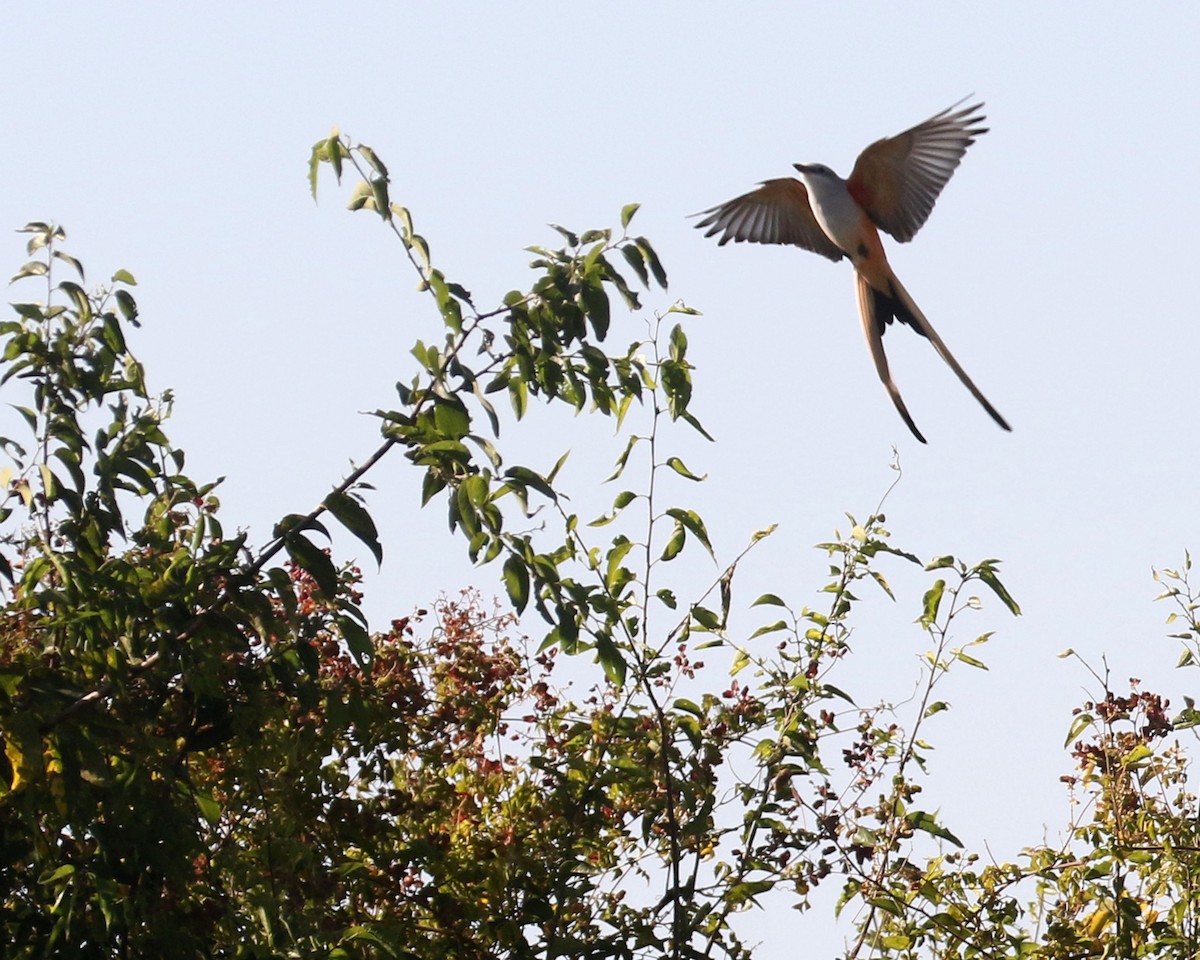 Scissor-tailed Flycatcher - ML645407174