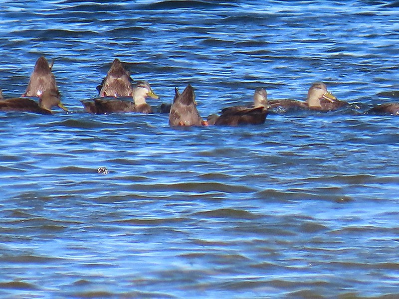 kachna tmavá - ML645407181