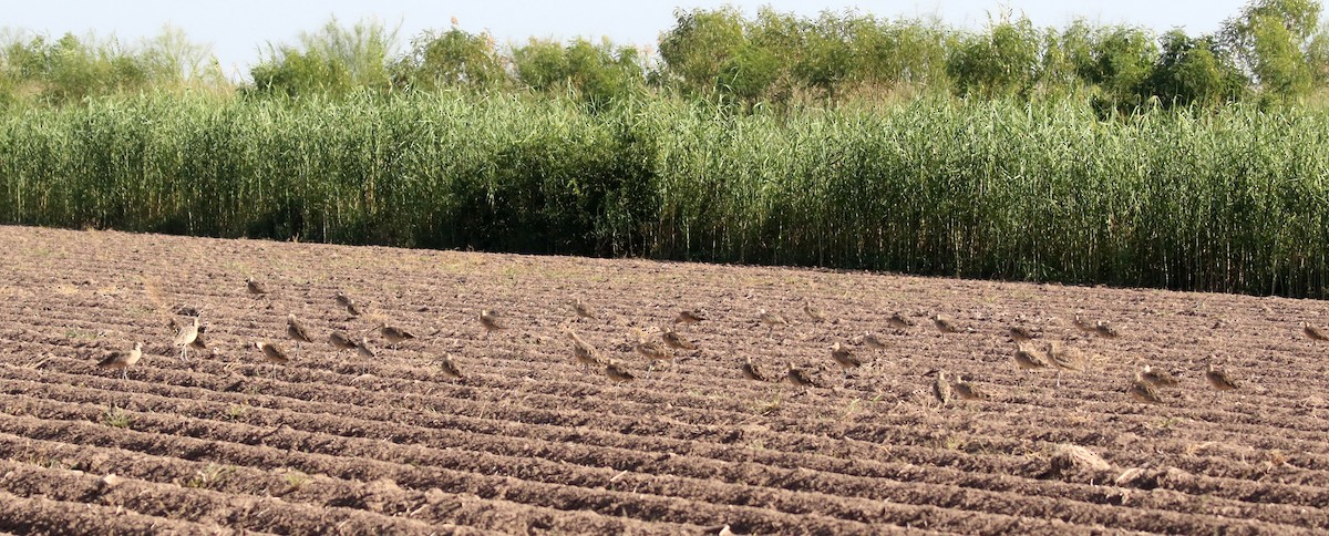 Long-billed Curlew - ML645407183