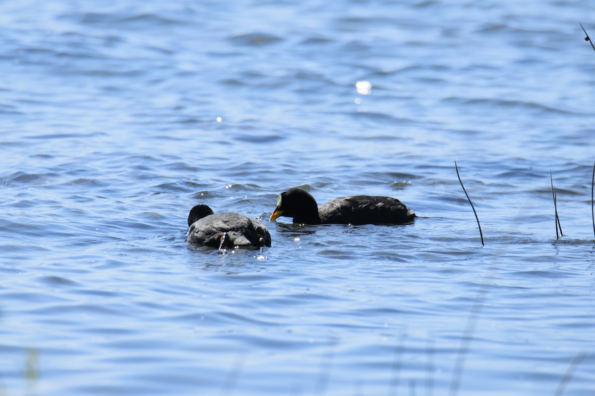 Red-gartered Coot - ML645407191