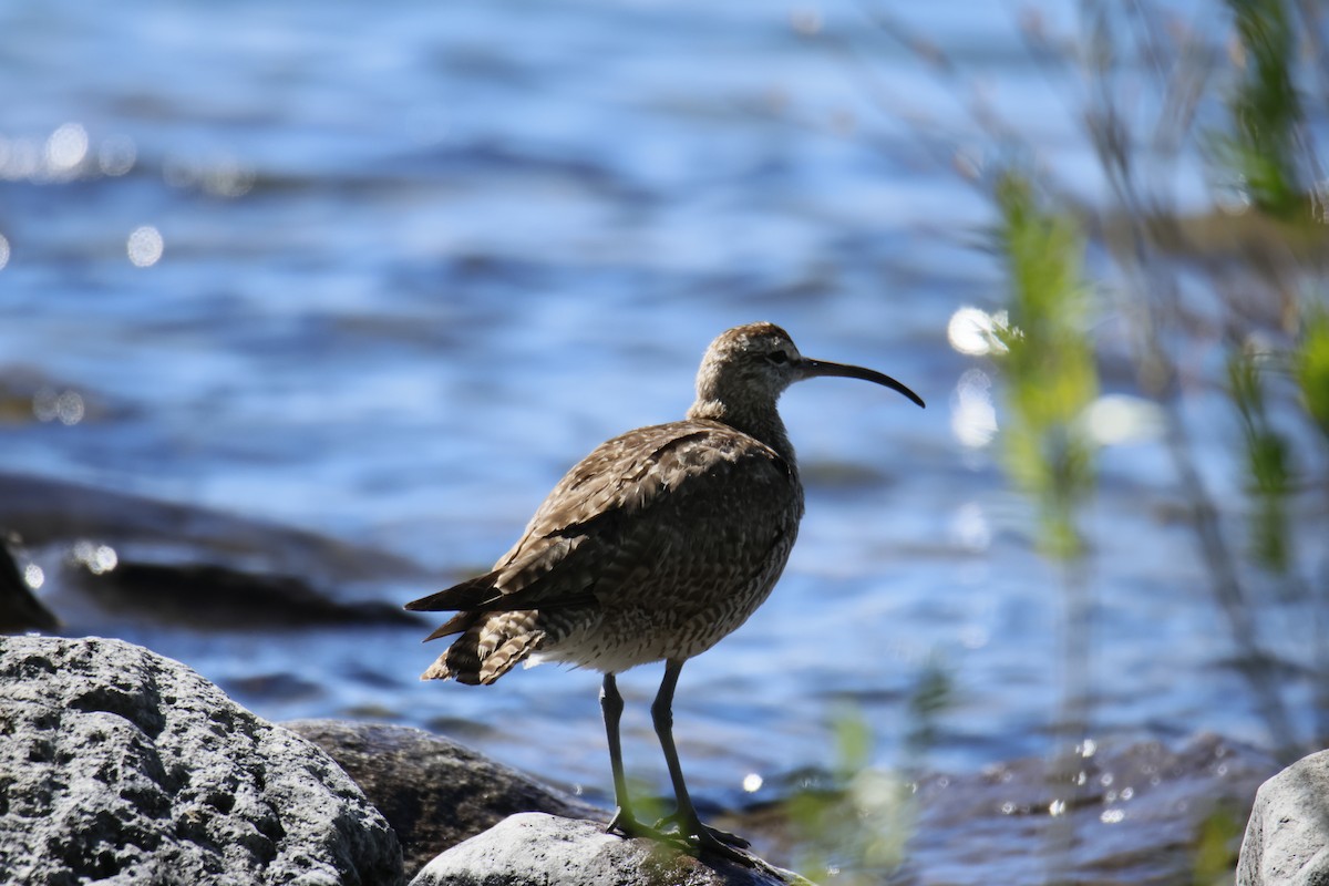 Hudsonian Whimbrel - ML645407194