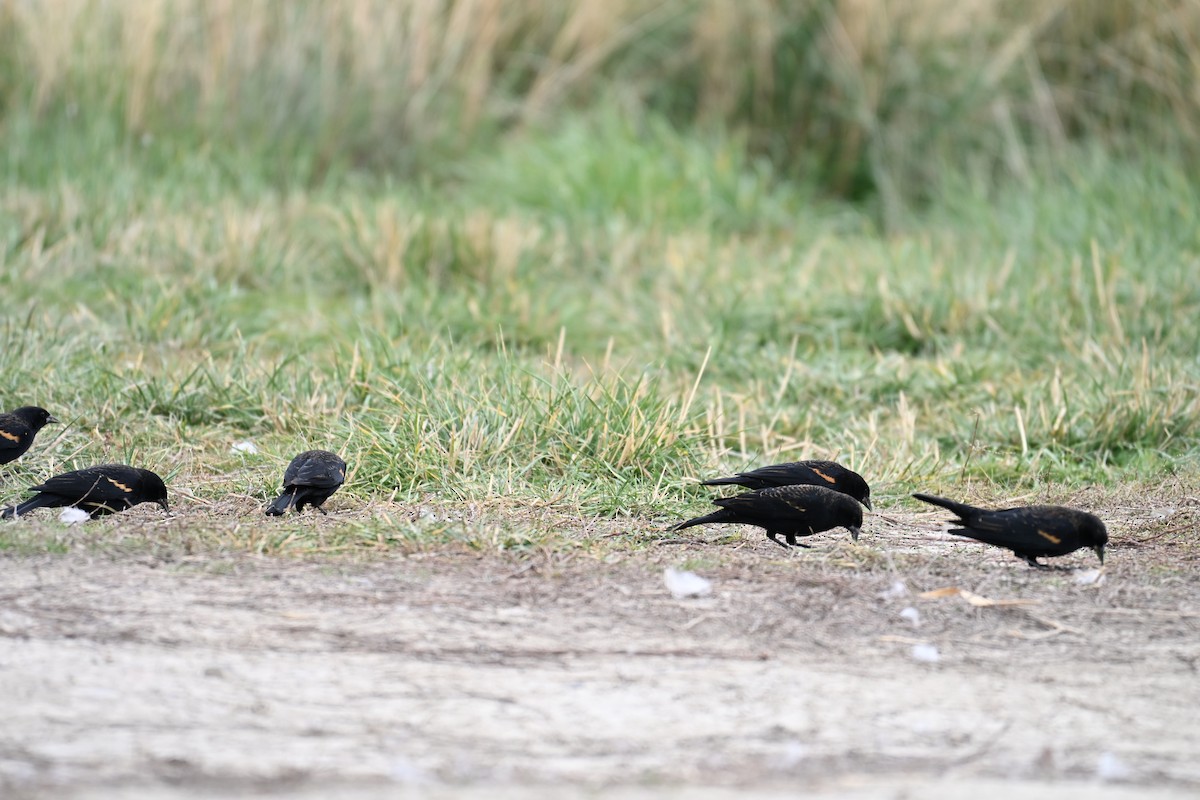 Red-winged Blackbird - ML645407195