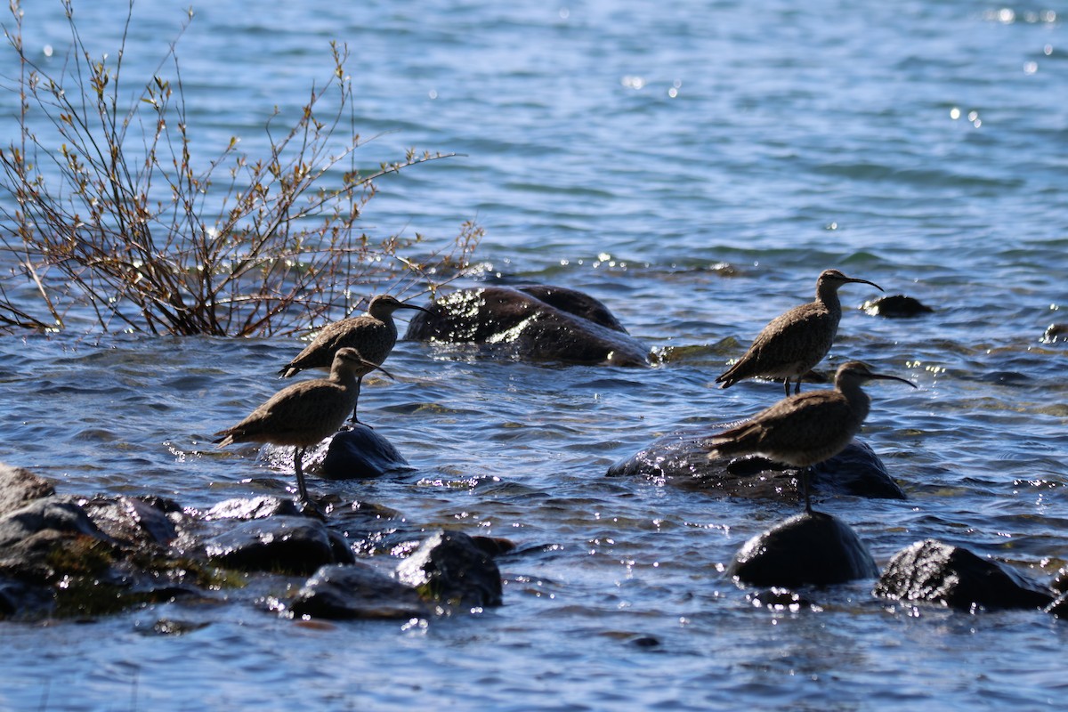 Hudsonian Whimbrel - ML645407197