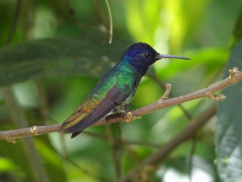 Golden-tailed Sapphire - ML645407215