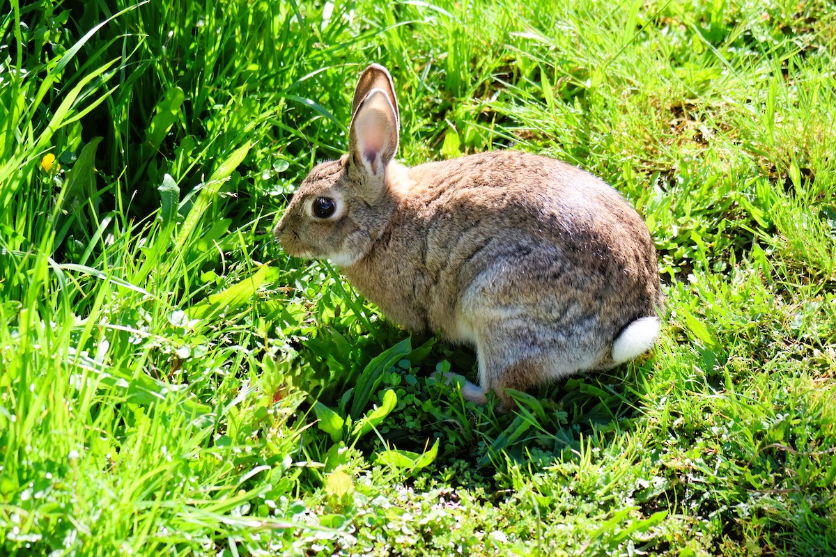 European Rabbit - ML645407216