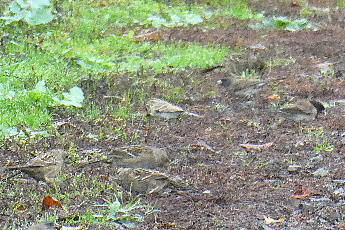 Clay-colored Sparrow - ML645407219