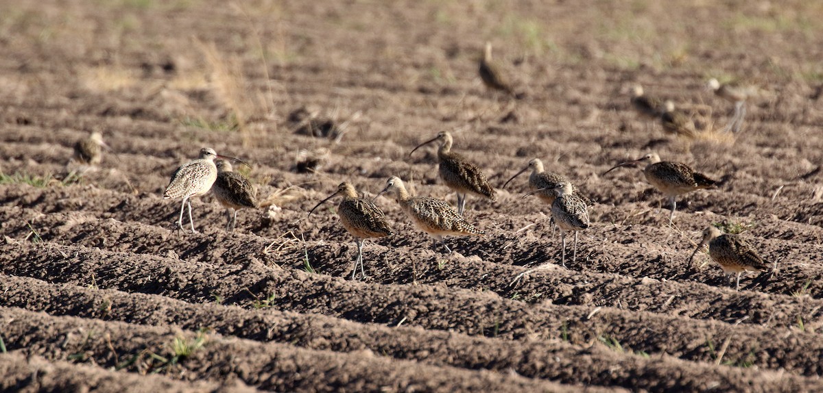 Long-billed Curlew - ML645407224