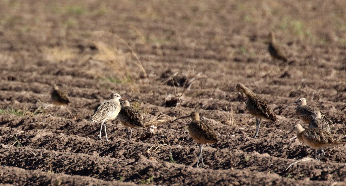 Long-billed Curlew - ML645407228