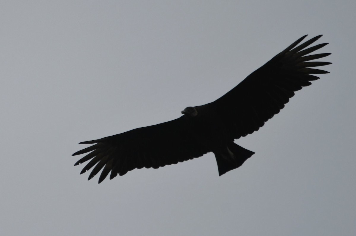 Black Vulture - ML645407260