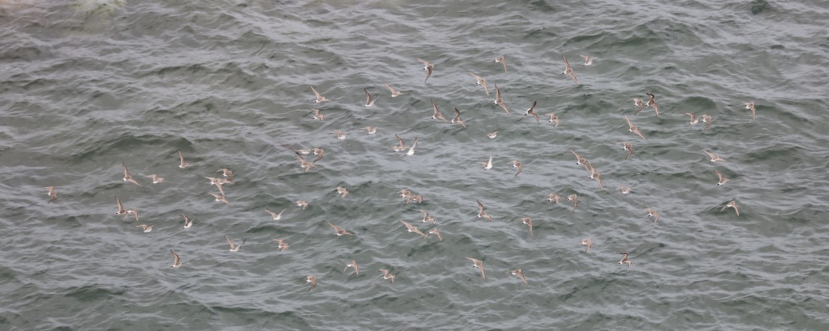 bonapartesnipe - ML645407277