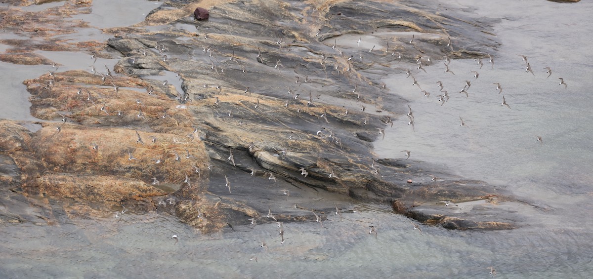 bonapartesnipe - ML645407278