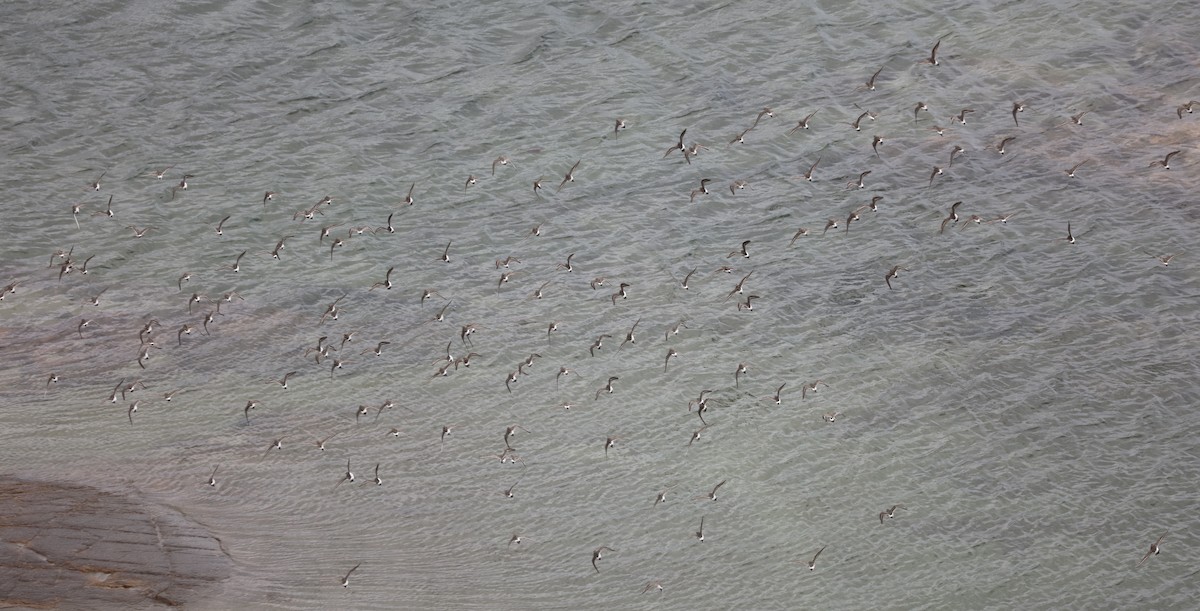 bonapartesnipe - ML645407279