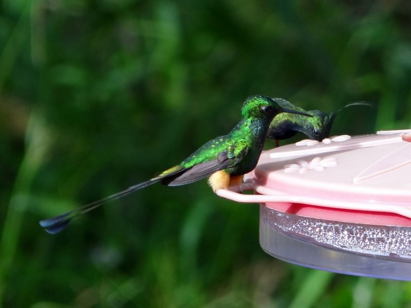 Peruvian Racket-tail - ML645407282