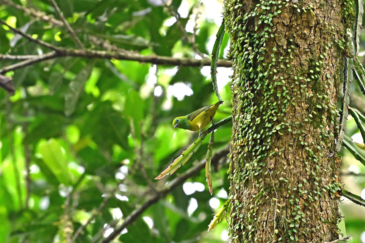 Blue-naped Chlorophonia - ML645407293