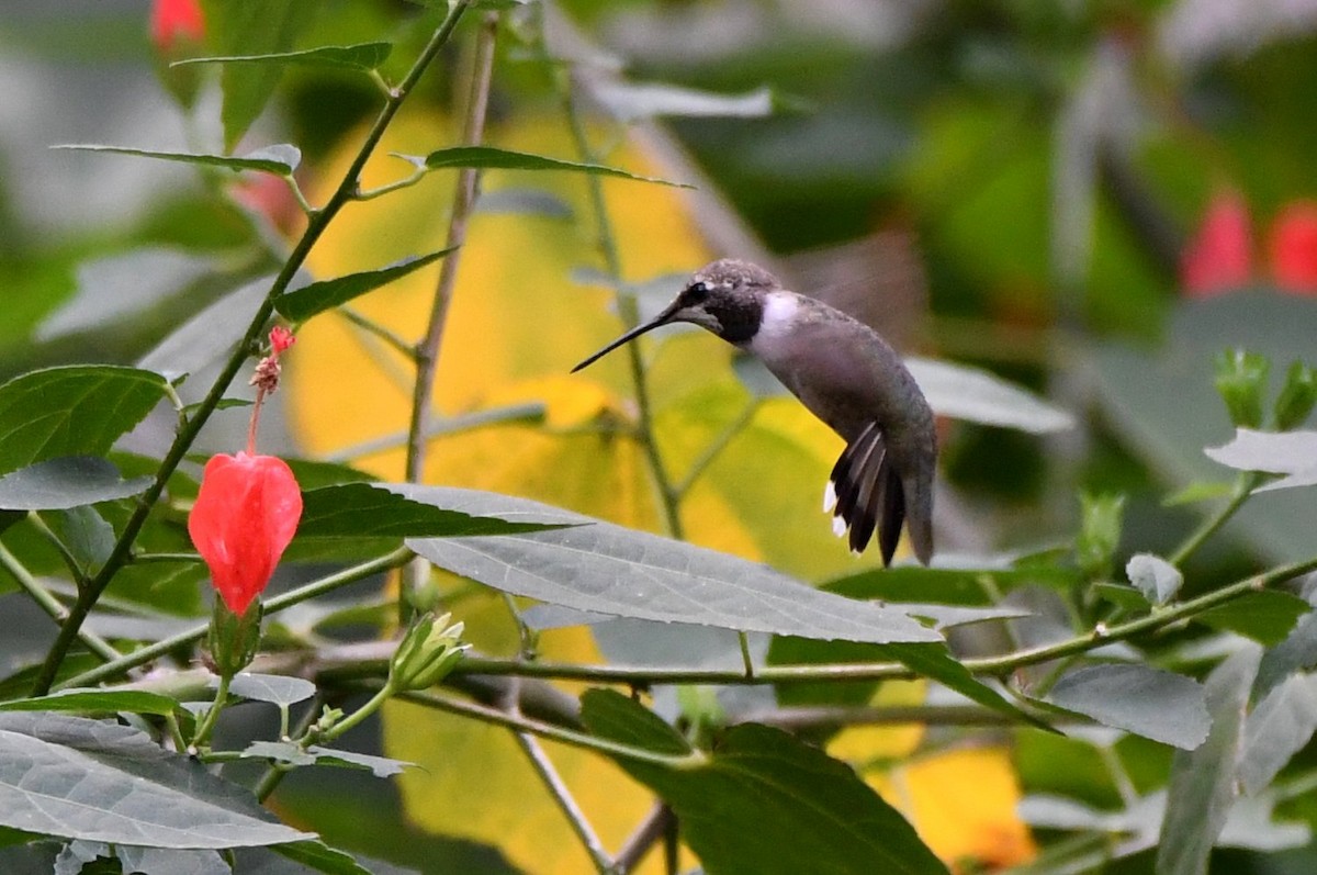 Рубиновогорлый колибри - ML645407304