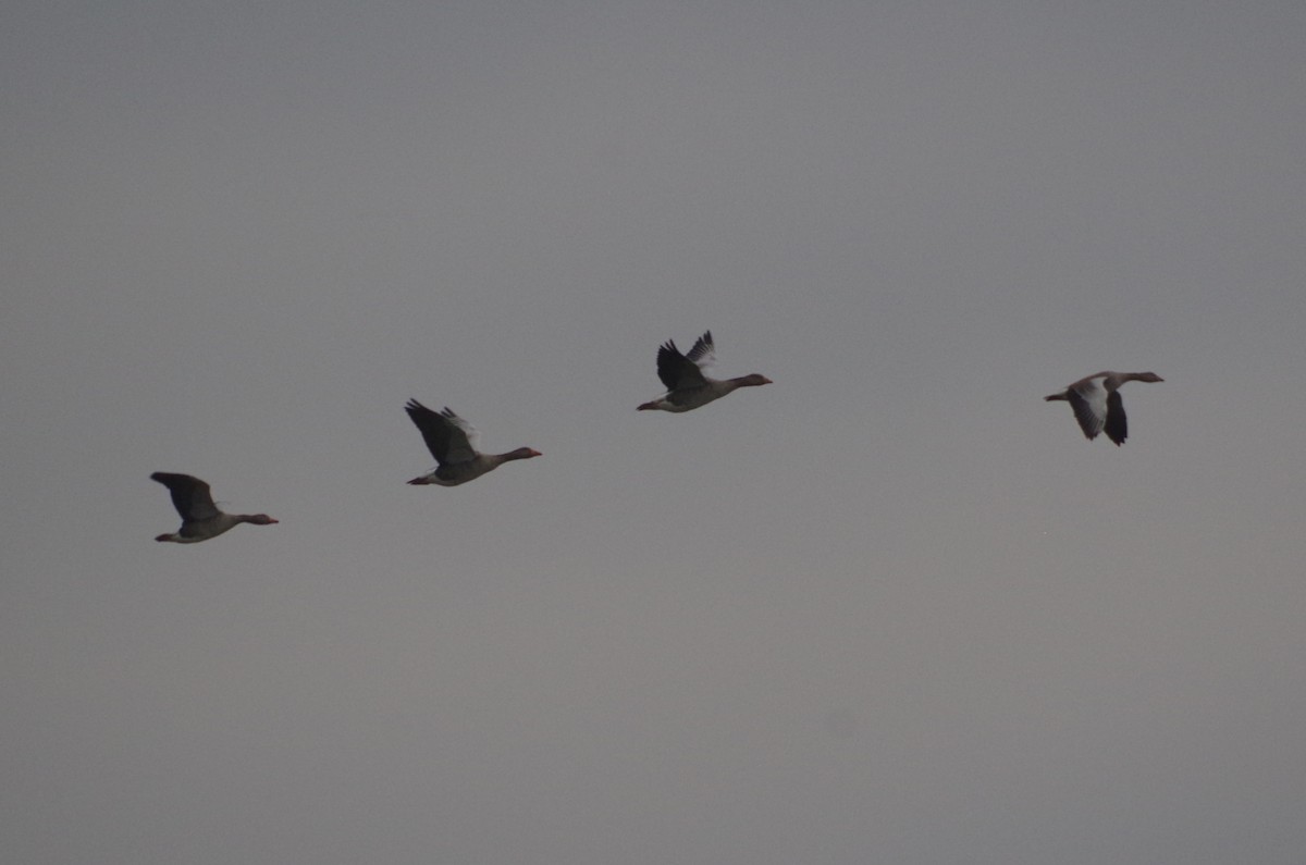 Oie cendrée - ML645407305