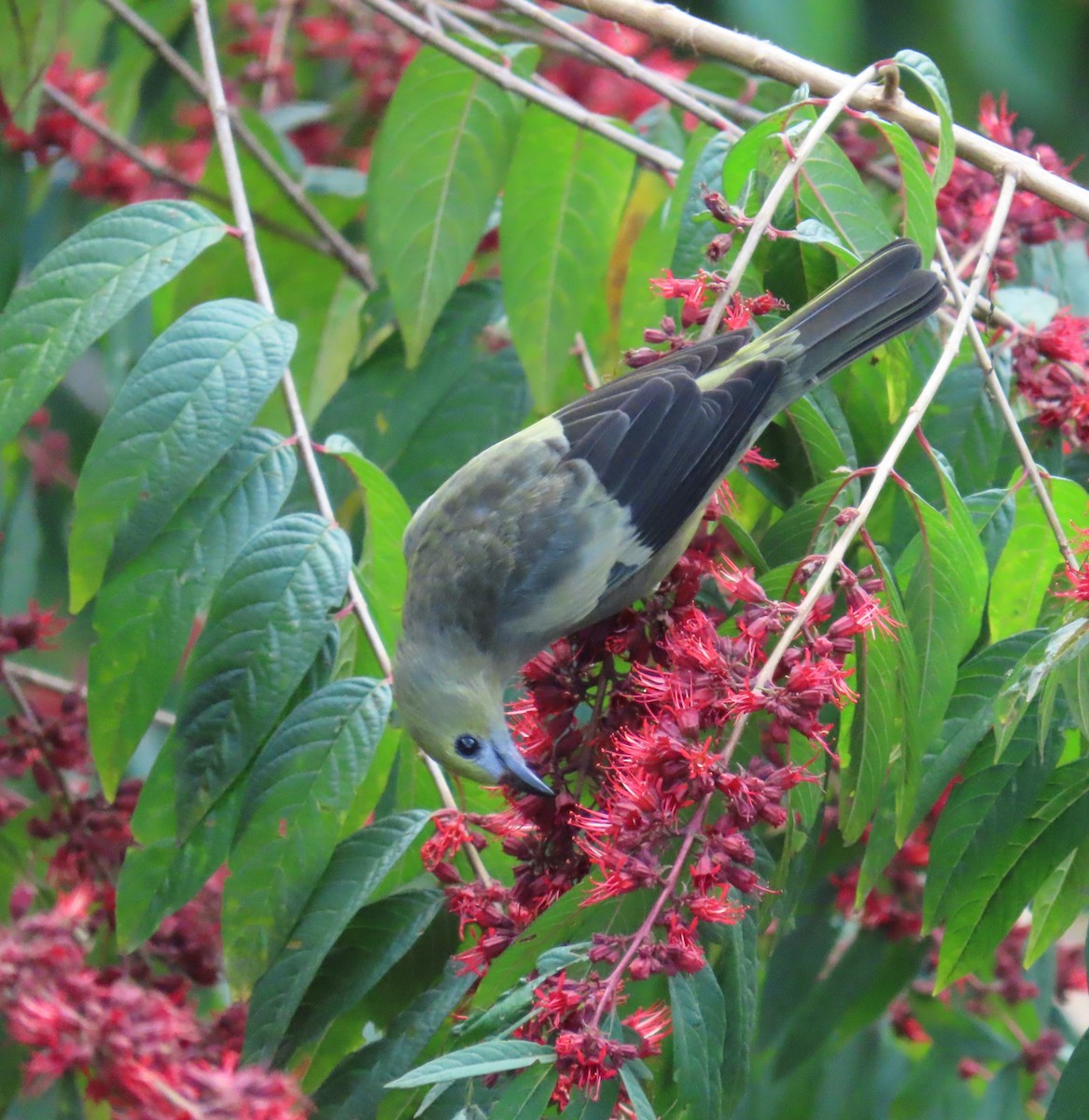 Tangara Palmera - ML645407316