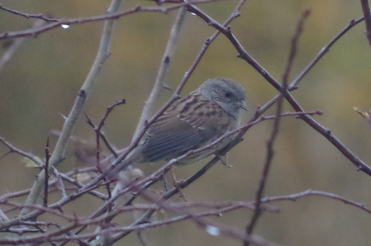 Accenteur mouchet - ML645407325