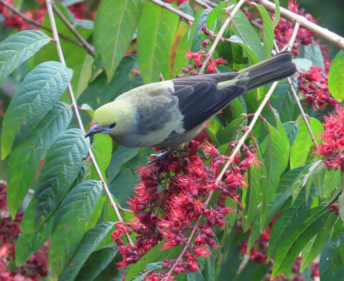 Tangara Palmera - ML645407329