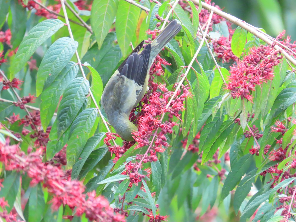 Tangara Palmera - ML645407334