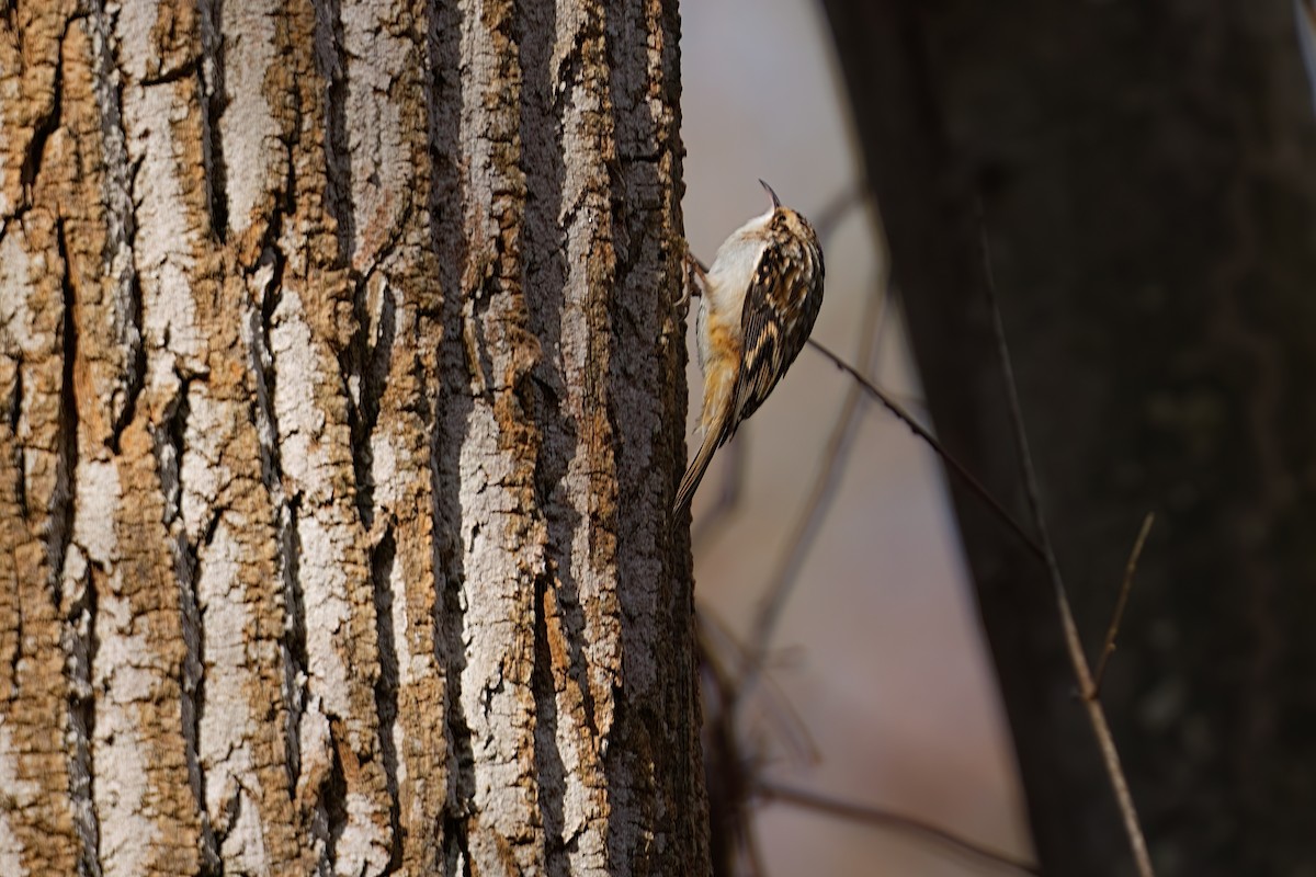 Brown Creeper - ML645407341