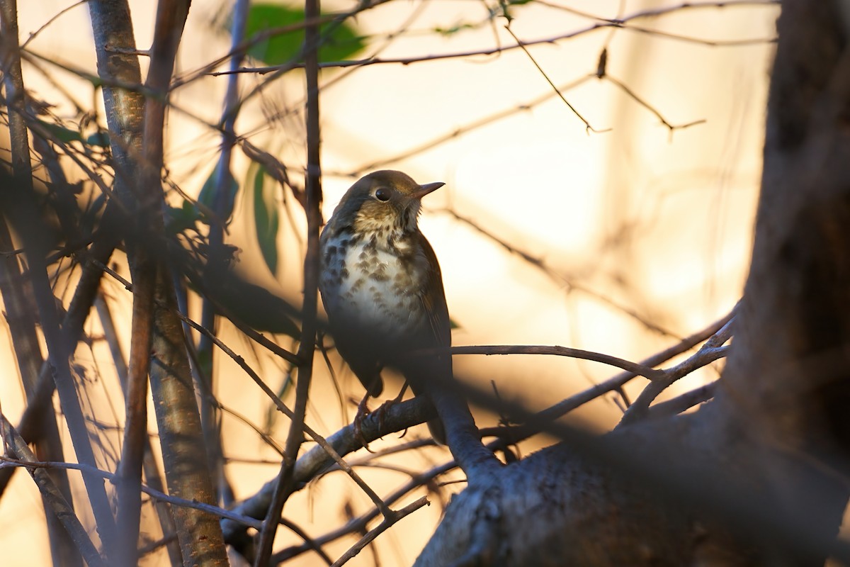 Hermit Thrush - ML645407352