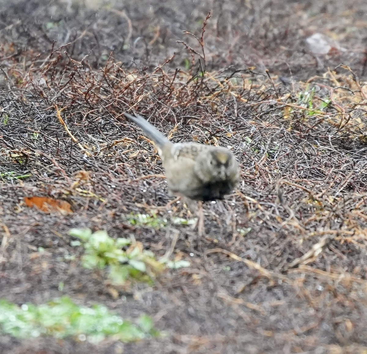 Чернобровая овсянка - ML645407353