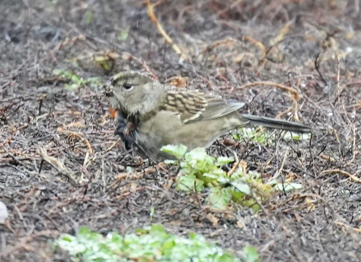 Чернобровая овсянка - ML645407354