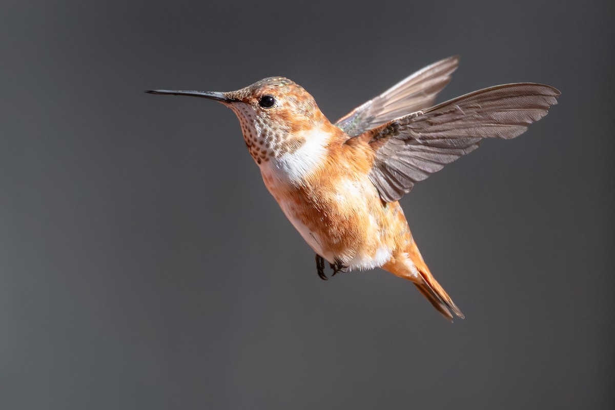Rufous Hummingbird - ML645407361