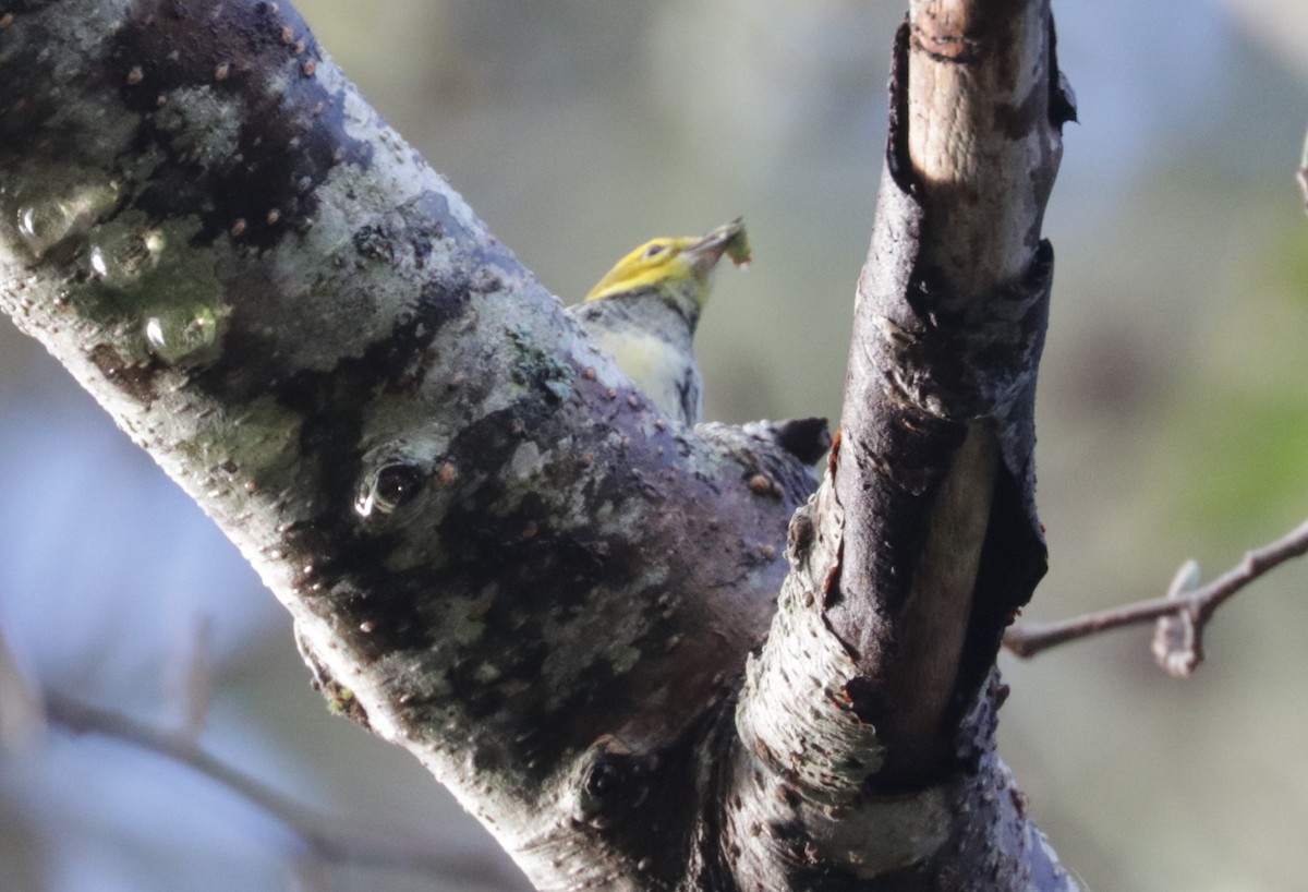 Black-throated Green Warbler - ML645407366