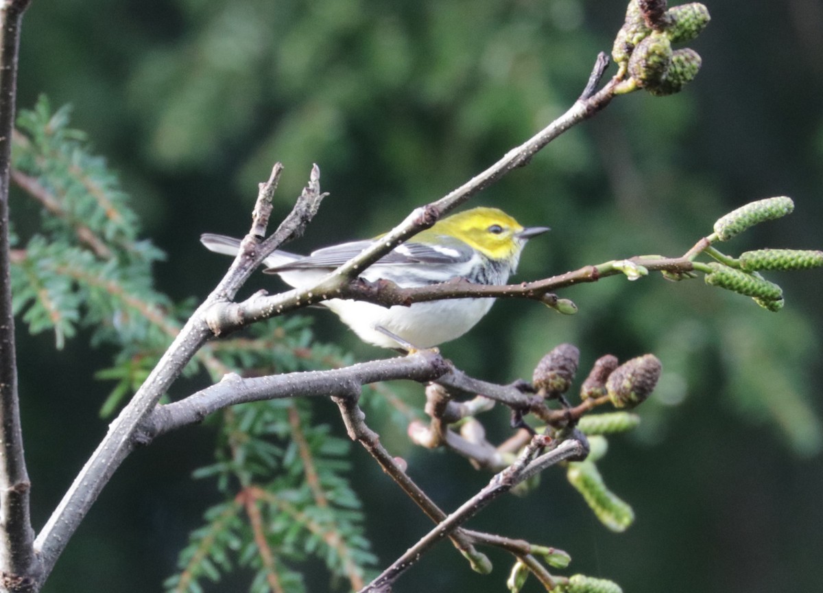Black-throated Green Warbler - ML645407367