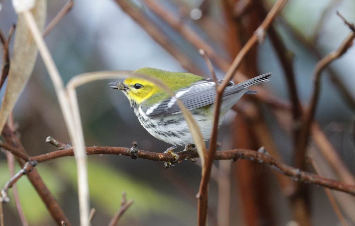 Black-throated Green Warbler - ML645407368