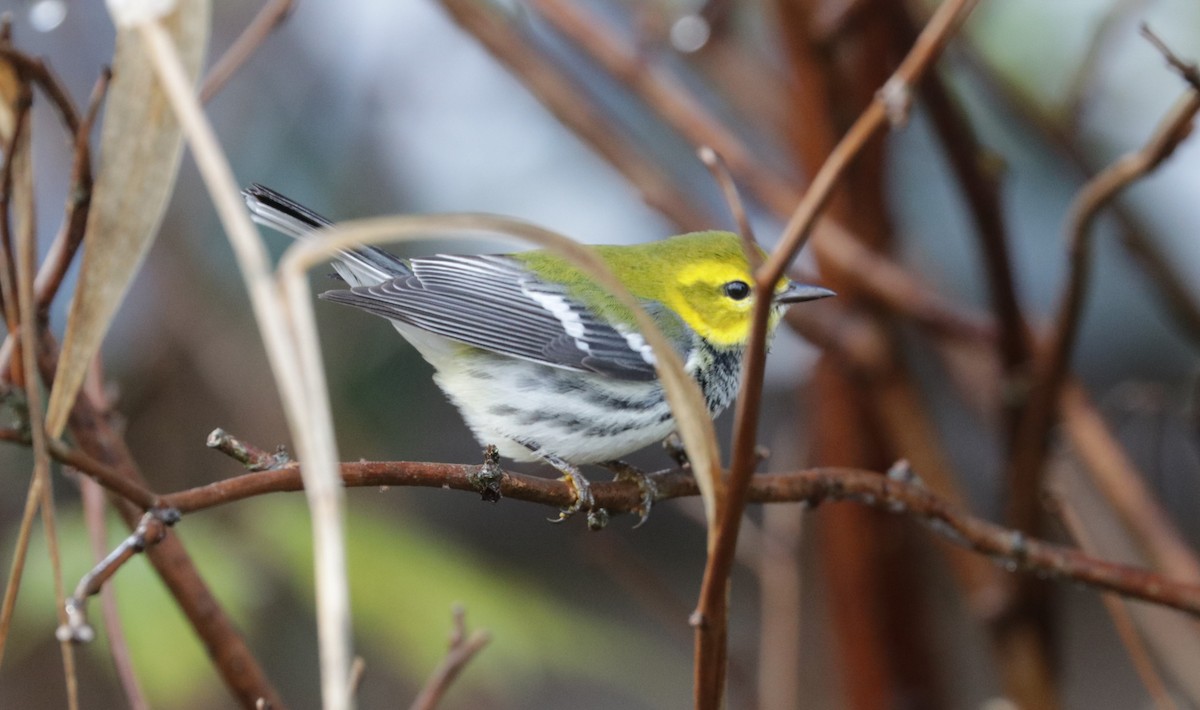 Black-throated Green Warbler - ML645407369