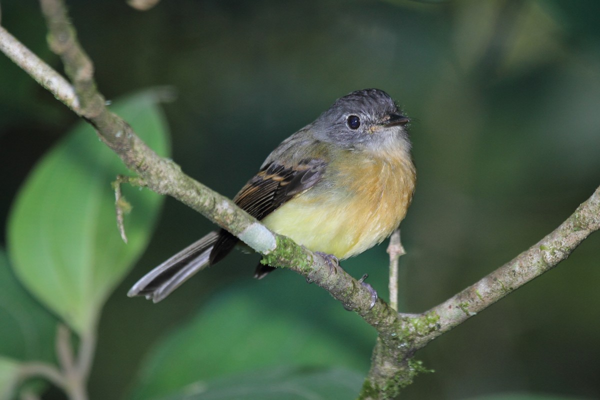Tawny-chested Flycatcher - ML645407375