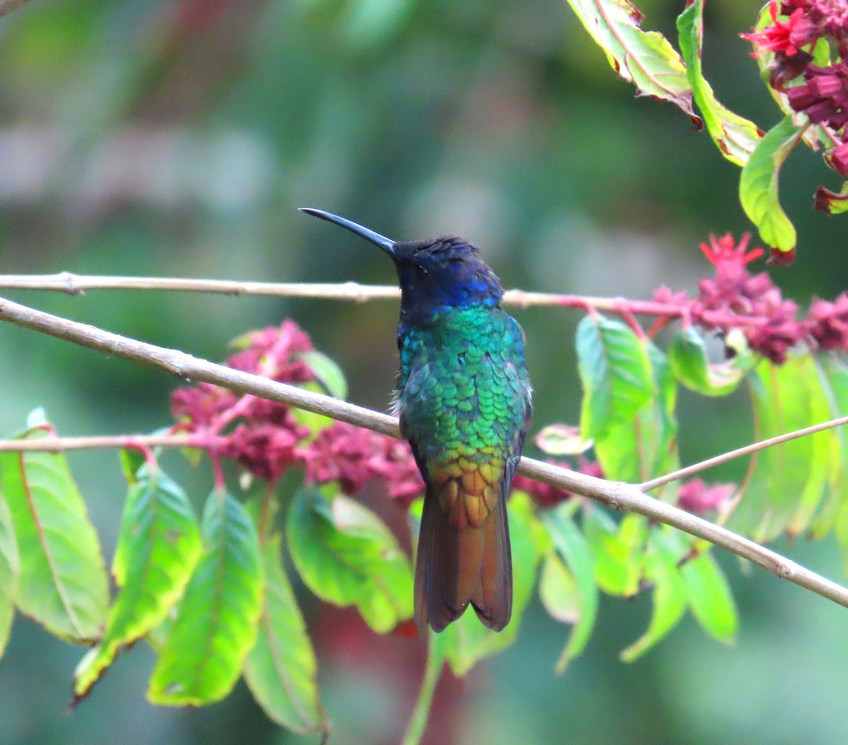 Golden-tailed Sapphire - ML645407385