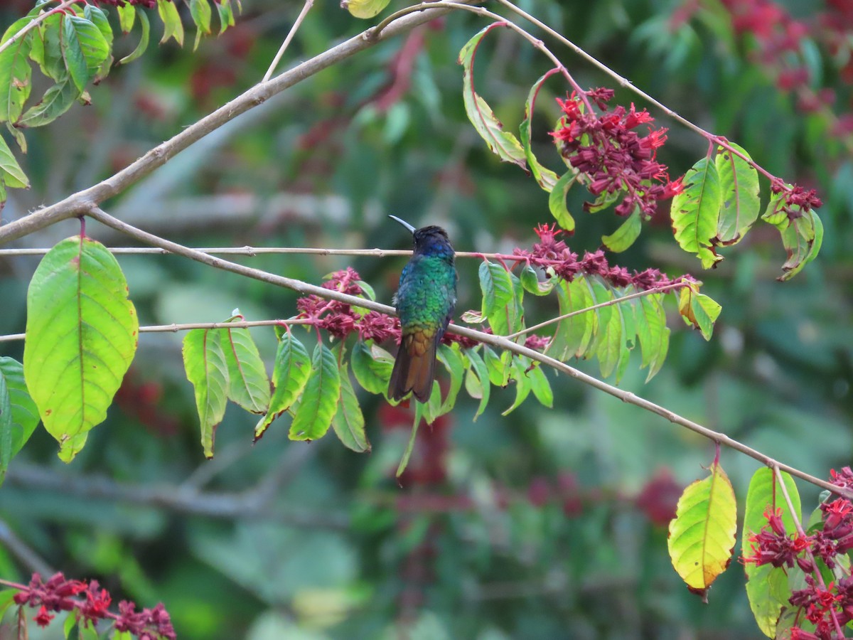 Golden-tailed Sapphire - ML645407396