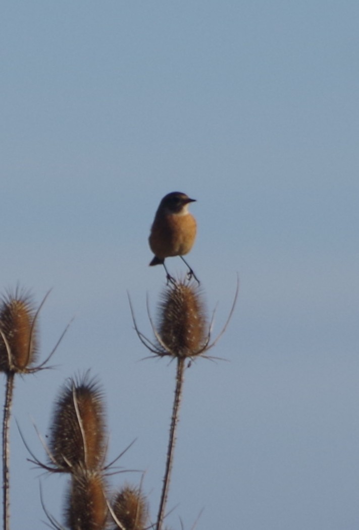 European Stonechat - ML645407404