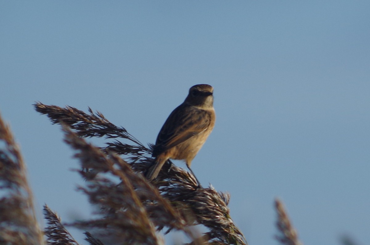 European Stonechat - ML645407405