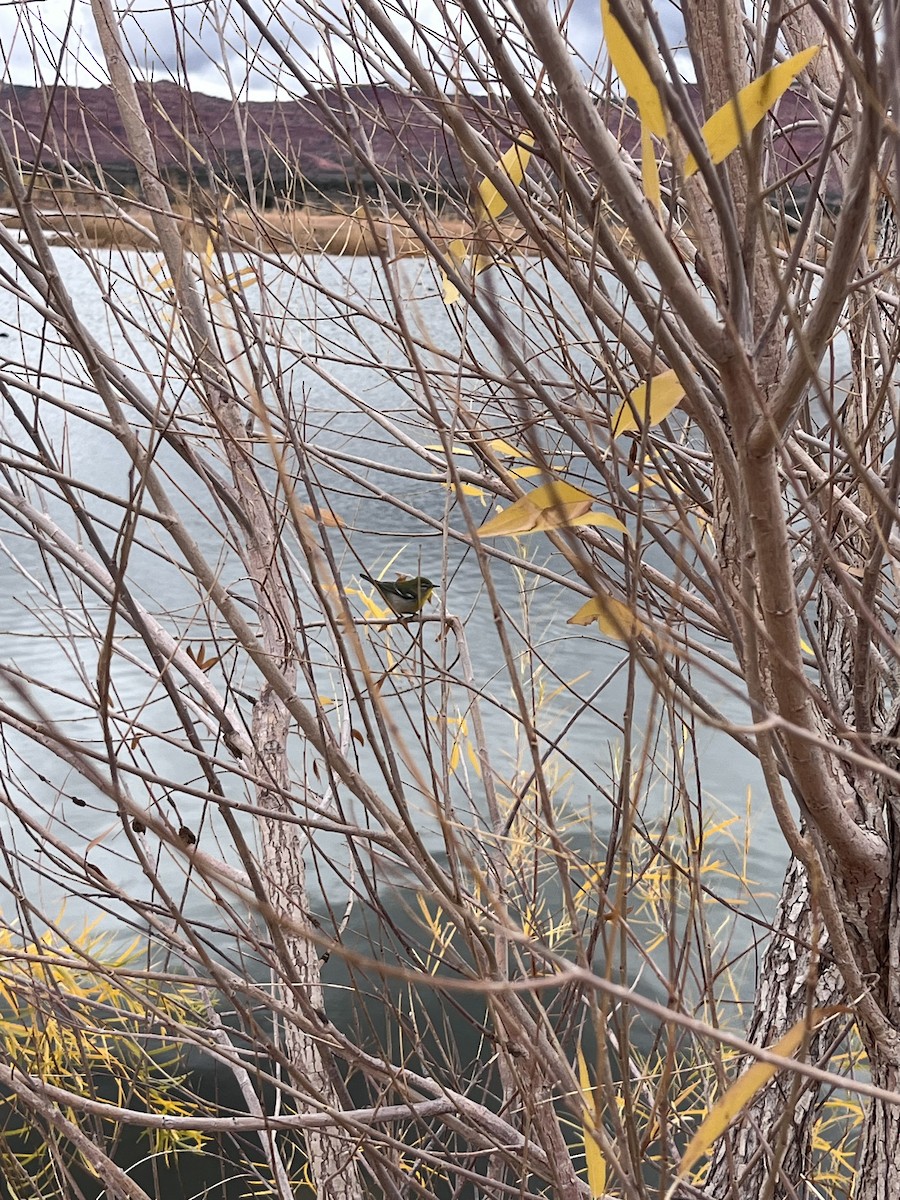 Очковая древесница - ML645407411