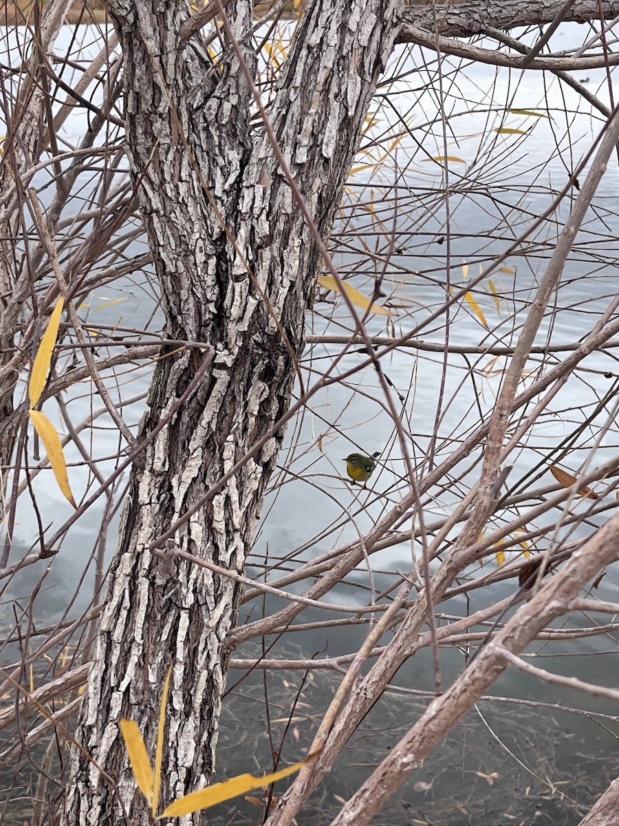 Очковая древесница - ML645407412